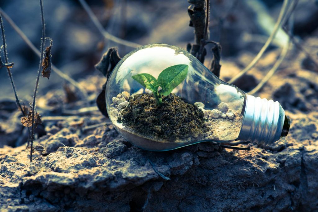 A small plant sprouts in soil inside a light bulb, symbolizing eco-friendly and sustainable growth.