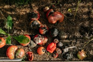 Rotten tomatoes and vegetables in a garden illustrating decay.