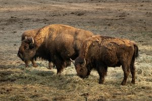 Free stock photo of american bison, animal portrait, autumn tones