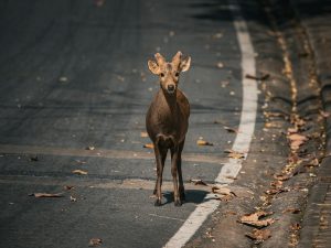 Lonely deer