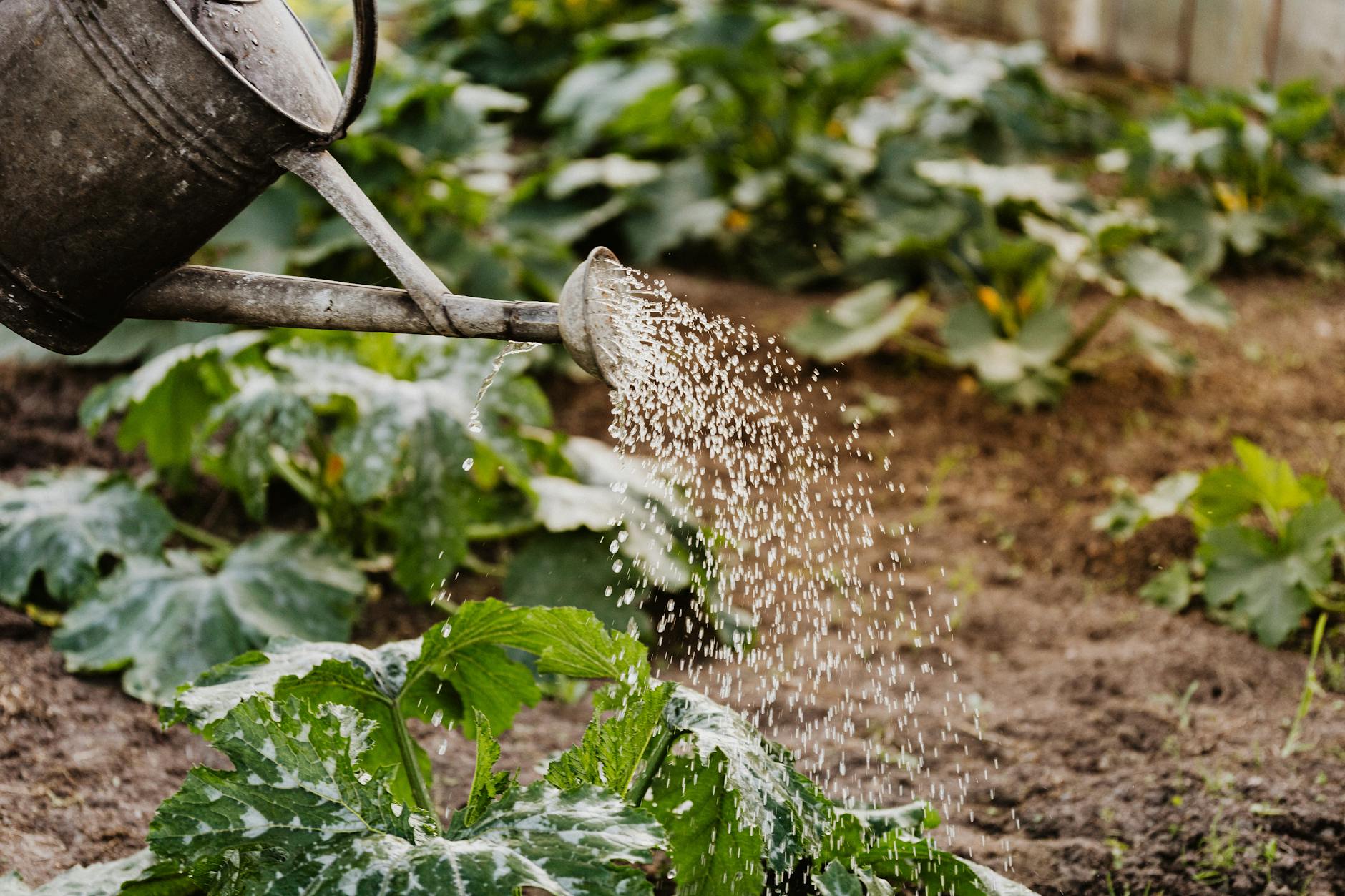 Green Living: How to Reduce Your Carbon Footprint and Save Money
