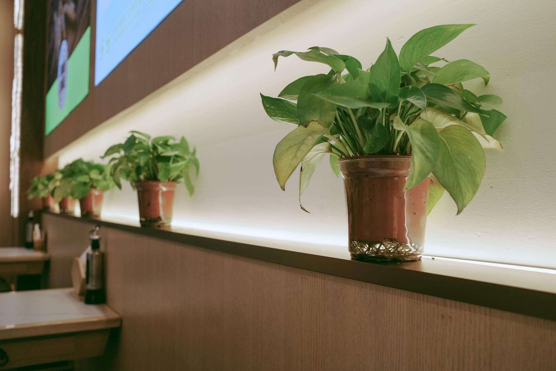 Sustainable Living: How Individuals Can Make a Difference for the Environment