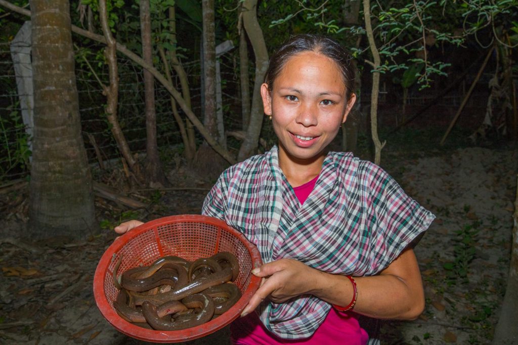 Cuchia (Monopterus cuchia) Bangladesh