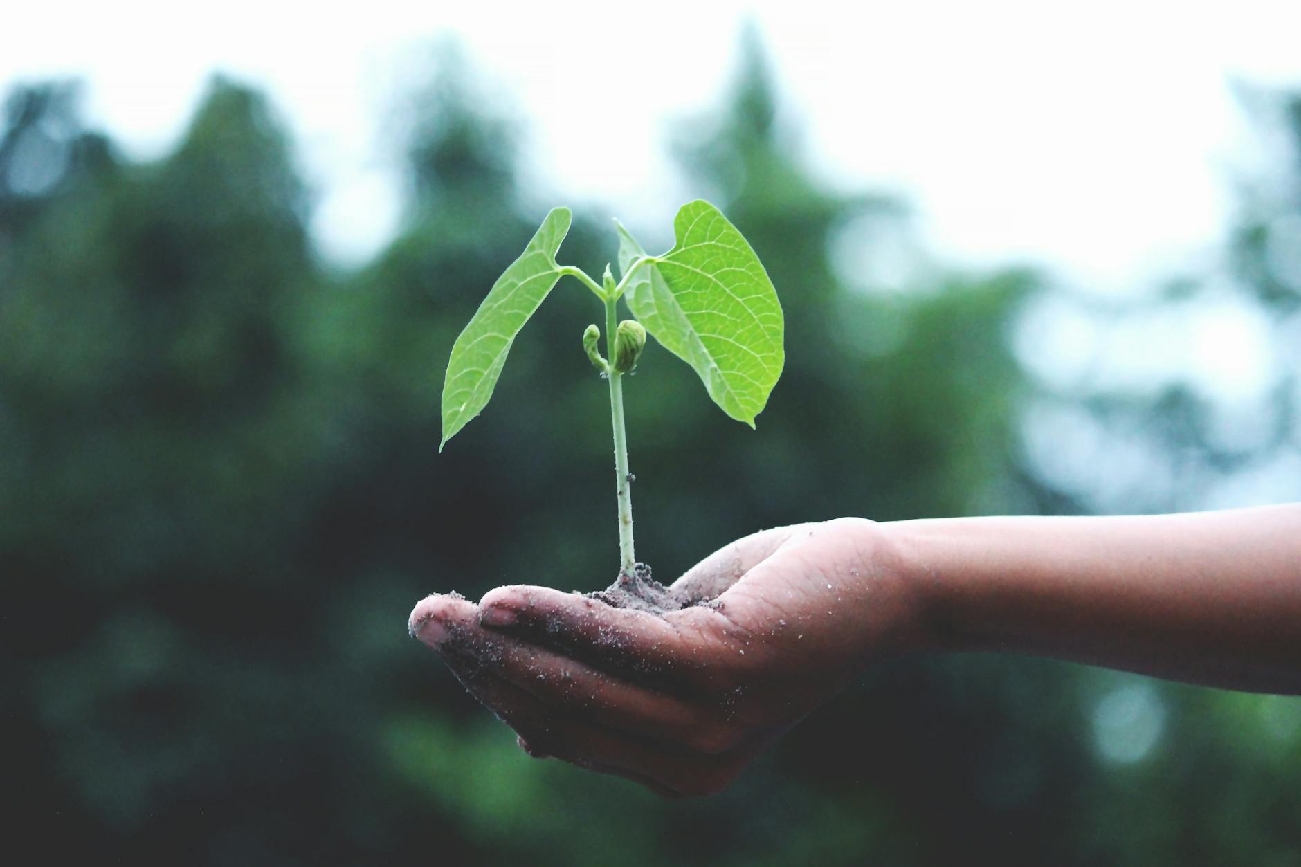 Breaking Down the Latest Environmental News and What it Means for Our Planet