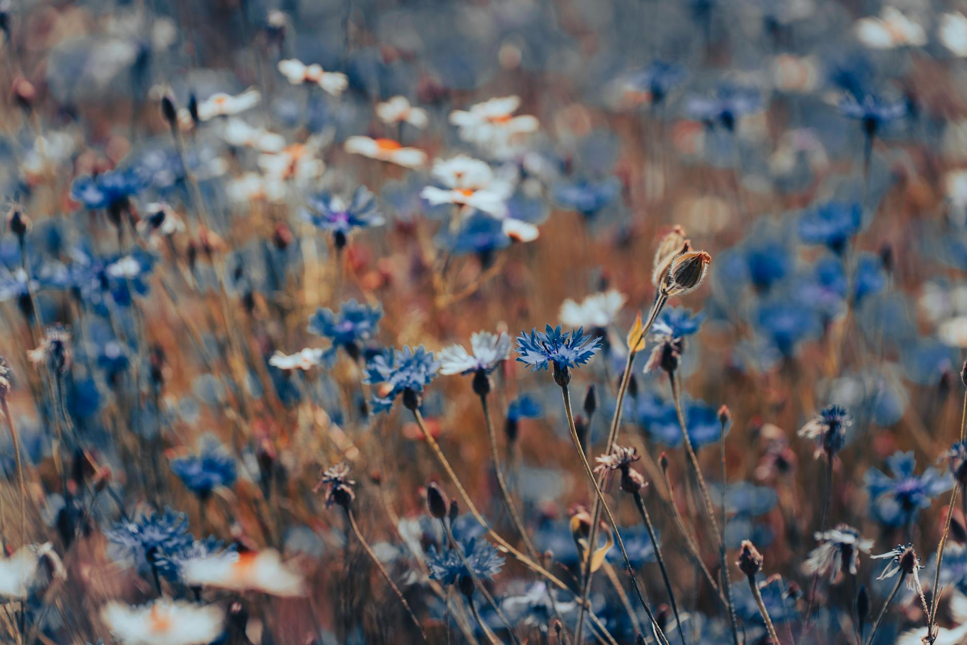 Green Living: How to Reduce Your Environmental Footprint in 5 Simple Steps