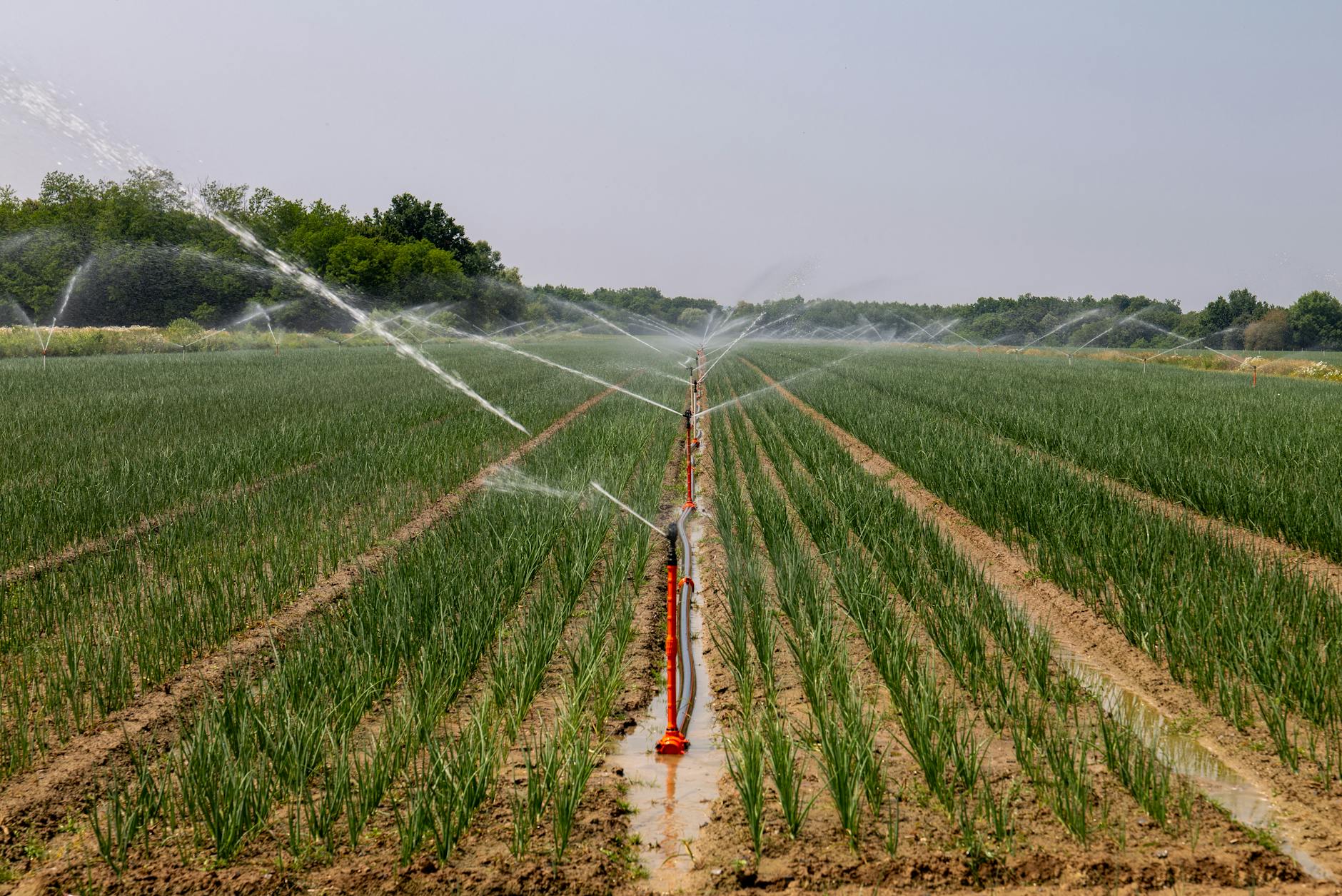 Green Innovation: How Technology is Revolutionizing Environmental Sustainability