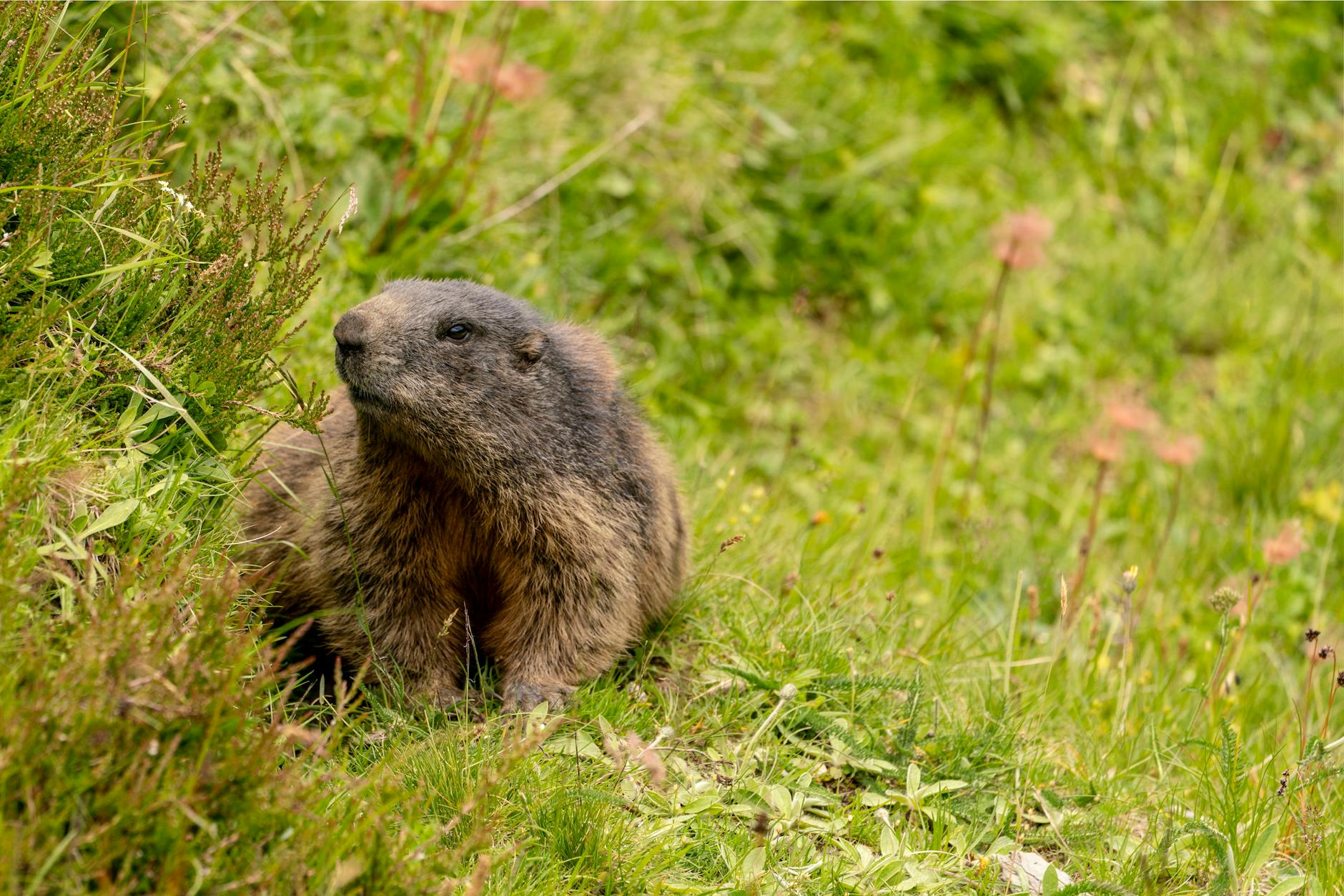 The Impact of Climate Change on Biodiversity: A Critical Analysis