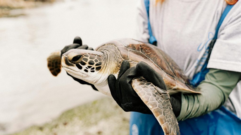 A caregiver gently holds a rescued sea turtle, showcasing wildlife conservation efforts.