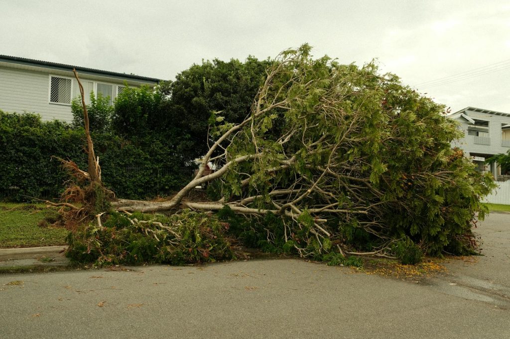 A large tree lies uprooted on a street after a severe storm, highlighting nature's power.