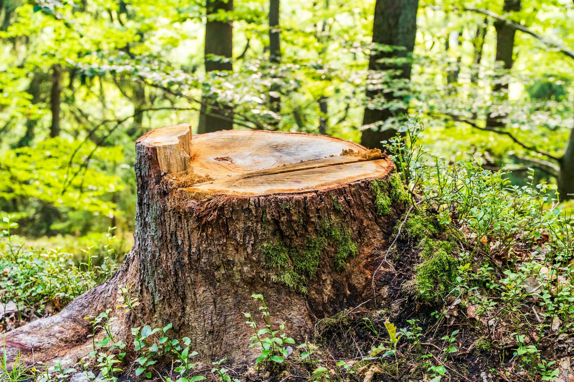 A Greener Tomorrow: The Importance of Environmental Conservation
